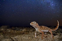 Giant ground gecko (Chondrodactylus angulifer), standing beneath the Milky Way near Swakopmund, Namibia.