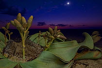Cones of a female Welwitschia plant (Welwitschia mirabilis) at night, Swakopmund, Namib Desert, NamibiaThey are among the most ancient organisms on the planet: some individuals might be more than 2000...