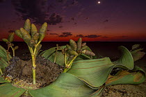 Cones of a female Welwitschia plant (Welwitschia mirabilis) at night, Swakopmund, Namib Desert, Namibia. They are among the most ancient organisms on the planet: some individuals might be more than 20...