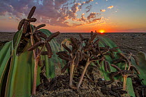 Male cones of the desert endemic Welwitschia plant (Welwitschia mirabilis) at sunset near Swakopmund, Namibia. These are among the most ancient organisms on the planet: some individuals might be more...