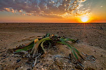 Desert endemic Welwitschia plant (Welwitschia mirabilis) male at sunset near Swakopmund, Namibia. Unlike most modern plants they&#39;re dioecious, which means that there are male plants and female pla...