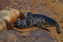 Cape fur seal (Arctocephalus pusillus) pup nursing from its mother, Cape Cross, Namibia.