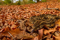 Puff adder (Bitis arietans) camouflaged in leaf litter, Gorongosa National Park, Mozambique.