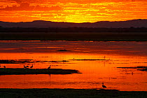Sunset over the Sungwe Channel with Egyptian geese (Alopochen aegyptiacus) stand in silhouette, Gorongosa National Park, Mozambique.