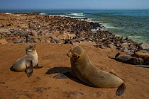 Cape fur seals (Arctocephalus pusillus) in a large colony at Cape Cross, Namibia. The seals can be seen swimming and basking on shore in huge groups. June 2016