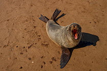 Cape fur seal (Arctocephalus pusillus)  hauled out, calling, Cape Cross, Namibia.