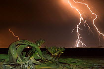 Lightning strikes during a thunderstorm over a desert endemic Welwitschia plant (Welwitschia mirabilis) near Swakopmund, Namib Desert, Namibia.