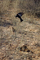Fork-tailed drongo (Dicrurus adsimilis) hovers over a foraging Meerkat (Suricata suricatta). The drongo will imitate the alarm call of other birds and then swoop down and steal the food the meerkat ha...