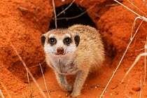Meerkat (Suricata suricatta) emerging from its burrow in the Kalahari Desert, South Africa.