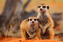 Meerkats (Suricata surricata) siblings sit at their burrow entrance in the Kalahari Desert, South Africa.
