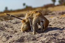 Meerkat (Suricata suricatta) barely alive, with Cape porcupine (Hystrix africaeaustralis) quills through his abdomen. Kalahari Desert, South Africa.