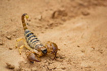 Cape burrowing scorpion (Opistophthalmus sp.), Kalahari Desert, South Africa.
