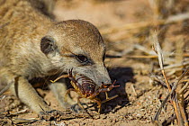 Meerkat (Suricata suricatta) chewing on a scorpion (Parabuthus sp.), Kalahari Desert, South Africa.