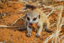 Meerkat pup (Suricata suricatta) eating a solifuge in the Kalahari Desert, South Africa