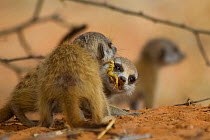 Meerkat pup (Suricata suricatta) attempting to steal a scorpion (Parabuthus sp.) from its sibling, which was fed the scorpion by an adult. Kalahari Desert, South Africa.
