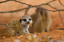 Meerkat pup (Suricata suricatta) chewing on a small Parabuthus scorpion. Adult meerkats will teach younger meerkats how to disarm a scorpion by biting off the stinger before eating it. Kalahari Desert...