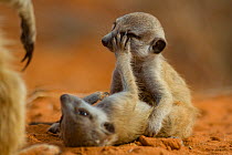 Meerkat (Suricata suricatta) two pups playing while their family member watches over them in the Kalahari Desert, South Africa.