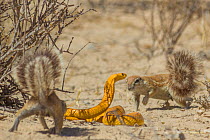 Cape ground squirrels (Xerus inauris) mobbing a Cape cobra (Naja nivea) that had come too close to their burrow in the Kalahari Desert, South Africa.