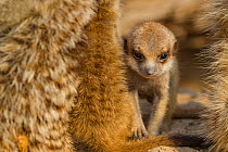 Meerkat pup (Suricata suricatta) huddling close to its family members in the Kalahari Desert, South Africa.