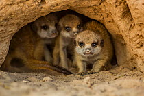 Meerkat (Suricata suricatta) pups  at the entrance to a burrow in the Kalahari Desert, South Africa.