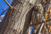African scops owl (Otus senegalensis) perched on tree in the morning light in the Kalahari Desert, South Africa. Crop.