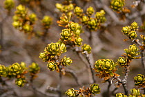 Resurrection bush (Myrothamnus flabellifolius) leaves, Lesotho. This bush is so named because it can remain dormant for long periods of time and green up suddenly with the slightest bit of rain.