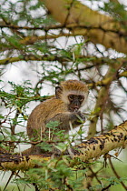 Vervet monkey (Chlorocebus pygerythrus) baby sitting in a fever tree (Vachellia xanthophloea), Lake Manyara National Park, Tanzania.