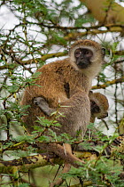 Vervet monkey (Chlorocebus pygerythrus) female cradling her young in a Fever tree (Vachellia xanthophloea) near Lake Manyara National Park, Tanzania,