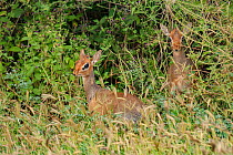 Dik-dik (Madoqua sp.), pair, Lake Manyara National Park, Tanzania.