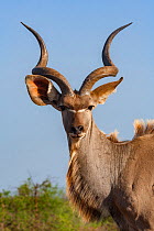 Greater kudu (Tragelaphus strepsiceros) male, Kruger National Park, South Africa.