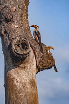 Southern yellow-billed hornbills (Tockus leucomelas) guarding their nest hole in a tree, Kruger National Park, South Africa.