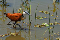 African jacana (Actophilornis africanus) wading in Kruger National Park, South Africa.