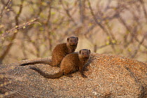 Dwarf mongoose (Helogale parvula) pair, Kruger National Park, South Africa.