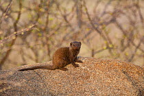 Dwarf mongoose (Helogale parvula) in Kruger National Park, South Africa.