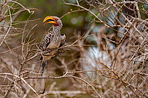 Southern yellow-billed hornbill (Tockus leucomelas) in Kruger National Park, South Africa.