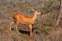 Steenbok (Raphicerus campestris) female in Kruger National Park, South Africa.