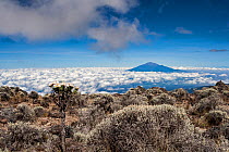 Mount Meru as seen from Mount Kilimanjaro, Tanzania. May 2008