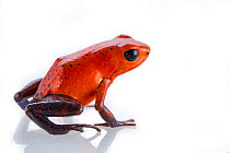Strawberry poision arrow frog (Oophaga pumilio) photographed in studio at La Selva Biological Station, Costa Rica.