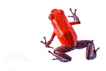 Strawberry poision arrow frog (Oophaga pumilio) photographed in studio at La Selva Biological Station, Costa Rica.
