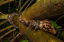 Snail-eating snake (Sibon nebulata) extracts a snail from its shell by wedging the shell in the fork of a branch and pulling at the snail's soft body. La Selva Biological Station, Costa Rica.