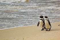 Two African penguins  (Spheniscus demersus) walk along Boulders Beach, near Simon's Town, South Africa.