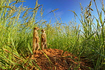 Meerkats (Suricata suricatta) stand at a burrow entrance in a field of Kalahari sour grass (Schmidtia kalihariensis) in the Kalahari Desert of South Africa.