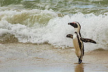 African penguin  (Spheniscus demersus) emerging from the ocean on Boulders Beach, near Simon's Town, South Africa