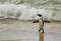African penguin  (Spheniscus demersus) emerging from the ocean on Boulders Beach, near Simon's Town, South Africa