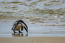 African penguin  (Spheniscus demersus) looking at the ground on Boulders Beach, near Simon's Town, South Africa.