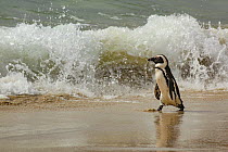 African penguins (Spheniscus demersus) waddling along Boulders Beach, near Simon's Town, South Africa.