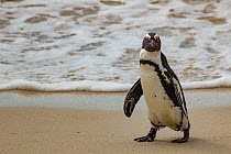 African penguin  (Spheniscus demersus) waddling along Boulders Beach, near Simon's Town, South Africa. Cropped.