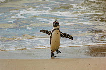 African penguin  (Spheniscus demersus) waddling along Boulders Beach, near Simon's Town, South Africa.