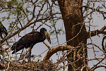 African open-billed stork (Anastomus lamelligerus) sitting on a nest at the edge of the floodplain in Gorongosa National Park, Mozambique