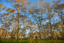 Fever trees (Vachellia xanthophloea) in Gorongosa National Park, Mozambique.